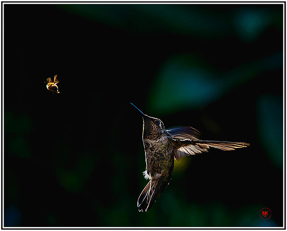 Humming (57) MK