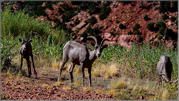Zion-0766 MK