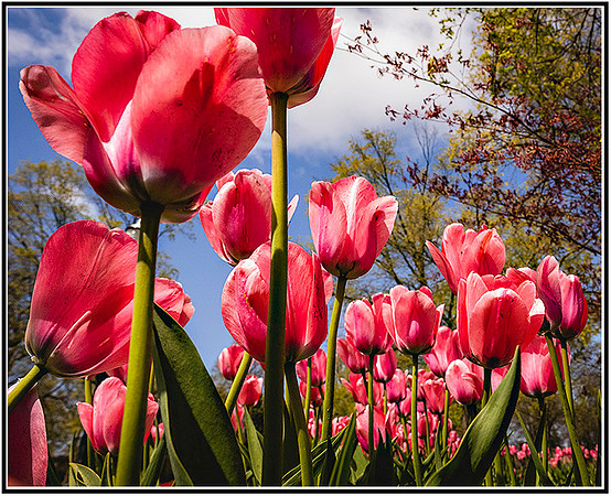 Tulips-0355 MK