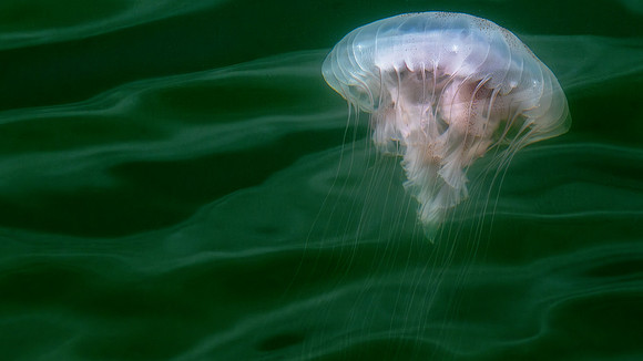 jelly brain-01-1