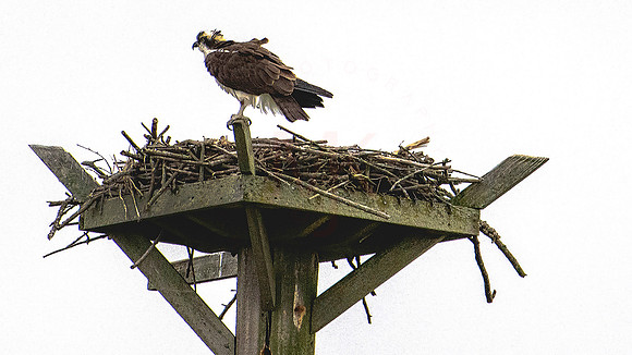 Osprey-0087