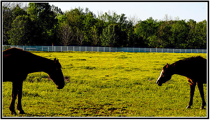 Horses (208) MK