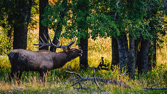 ELK-1695A copy