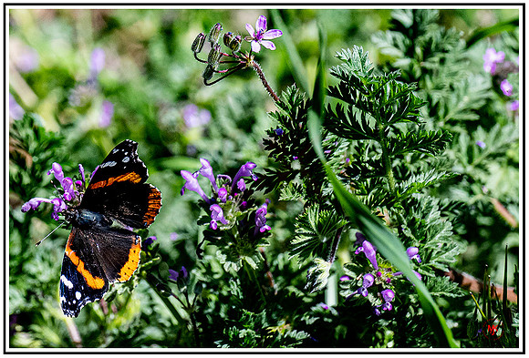 First day of spring MK