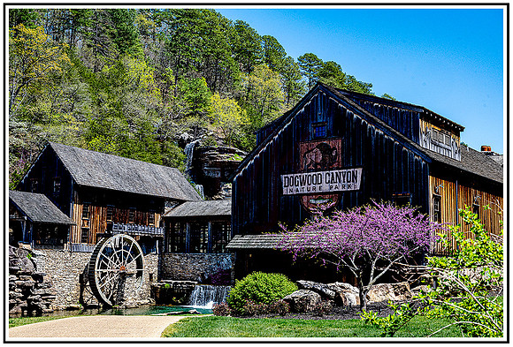 Dogwood (1005) MK