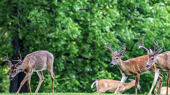 deer-1-23