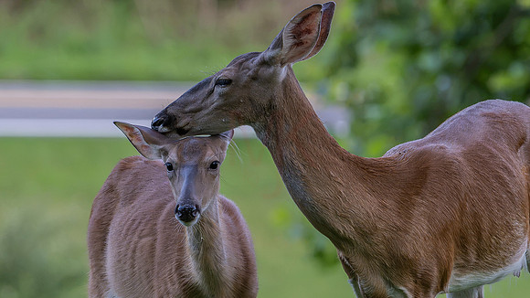 deer-1-2