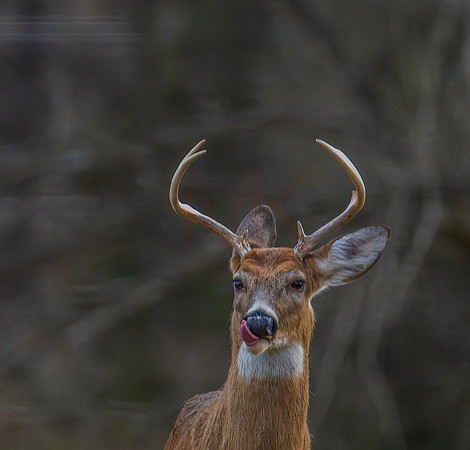 Deer-1-9