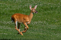 deer-1-14