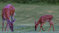 Deer-1-12