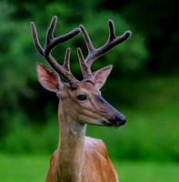 deer-1-13