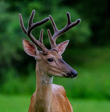deer-1-13
