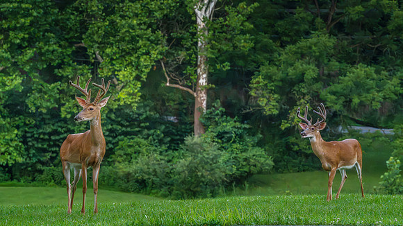 deer-1-19