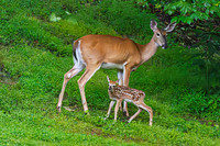back yard-165