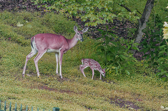 new deer-1