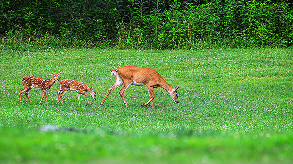 deer-1-25