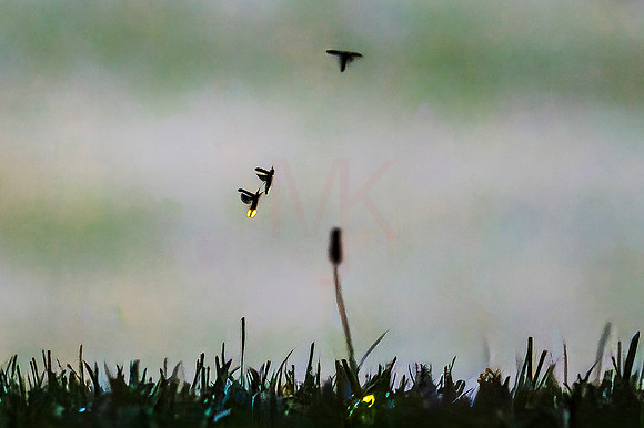 fire fly-1
