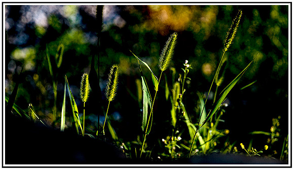 Weeds (113) MK