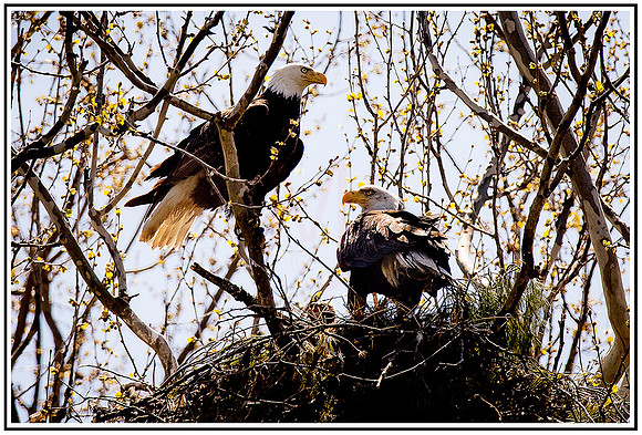 Eagles (330) MK