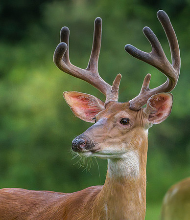 deer-1-20