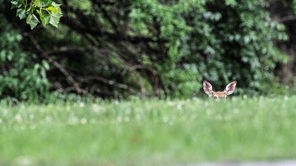 deer-1-26