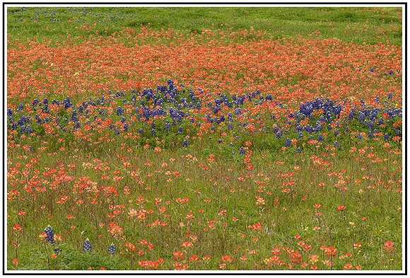 Bluebonnet (143) MK