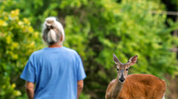deer-1-3