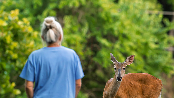 deer-1-3