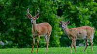 deer-1-4