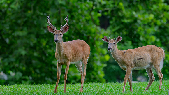 deer-1-4
