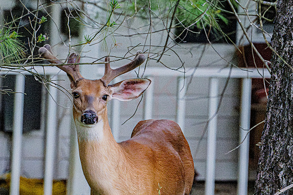back yard-21