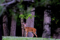deer-1-15
