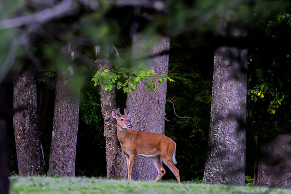deer-1-15