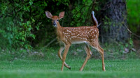 Deer-1-10