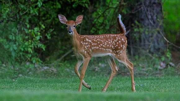 Deer-1-10