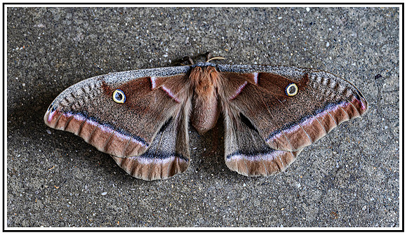 Moth (9) MK