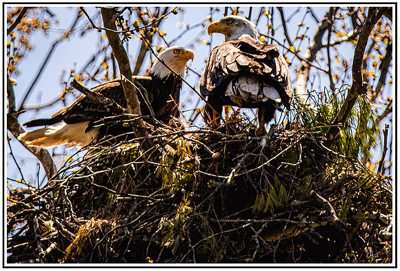 Eagles (266) MK