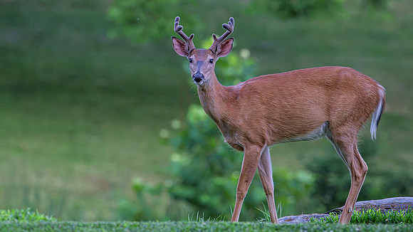 Baby deer-1-2