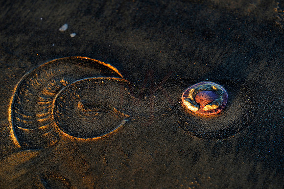 SandDollar