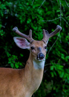 Deer-1-7