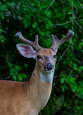 Deer-1-7