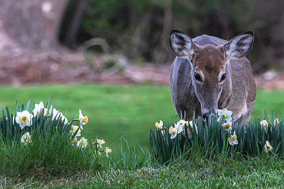 deer-1-27