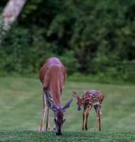 Deer-1-11