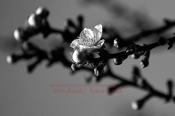 _KAZ4591A
