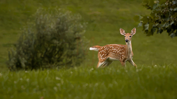 Deer-1-21