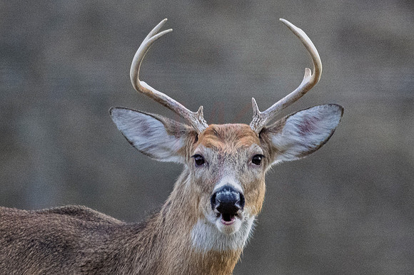 deer-1-29
