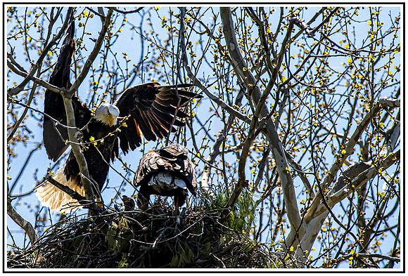Eagles (288)A MK