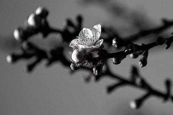 _KAZ4591A