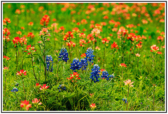 Bluebonnet (158) MK