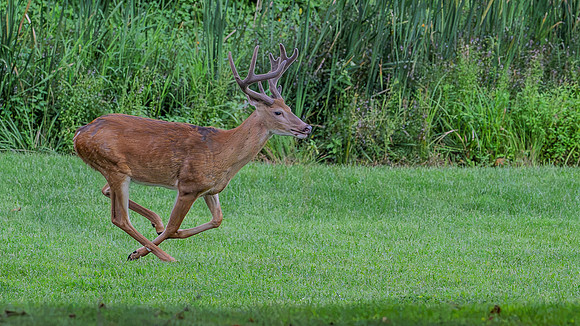 running deer-1